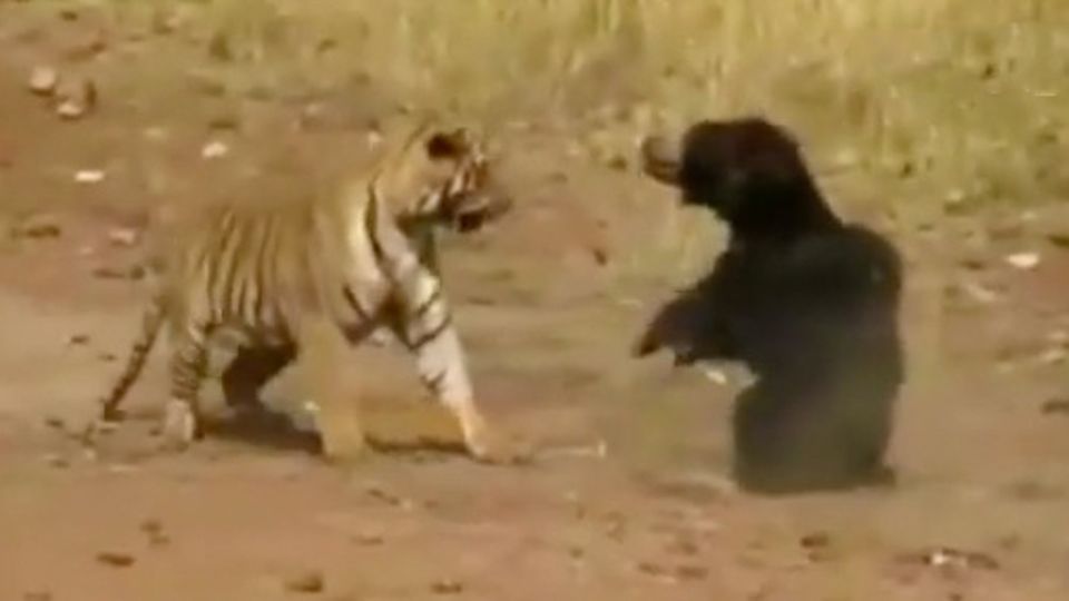 Highschool in den USA: Schüler feiern Abschluss mit lebendigem Tiger – Tierschützer sind entsetzt Highschool in den USA: Schüler feiern Abschluss mit lebendigem Tiger – Tierschützer sind entsetzt