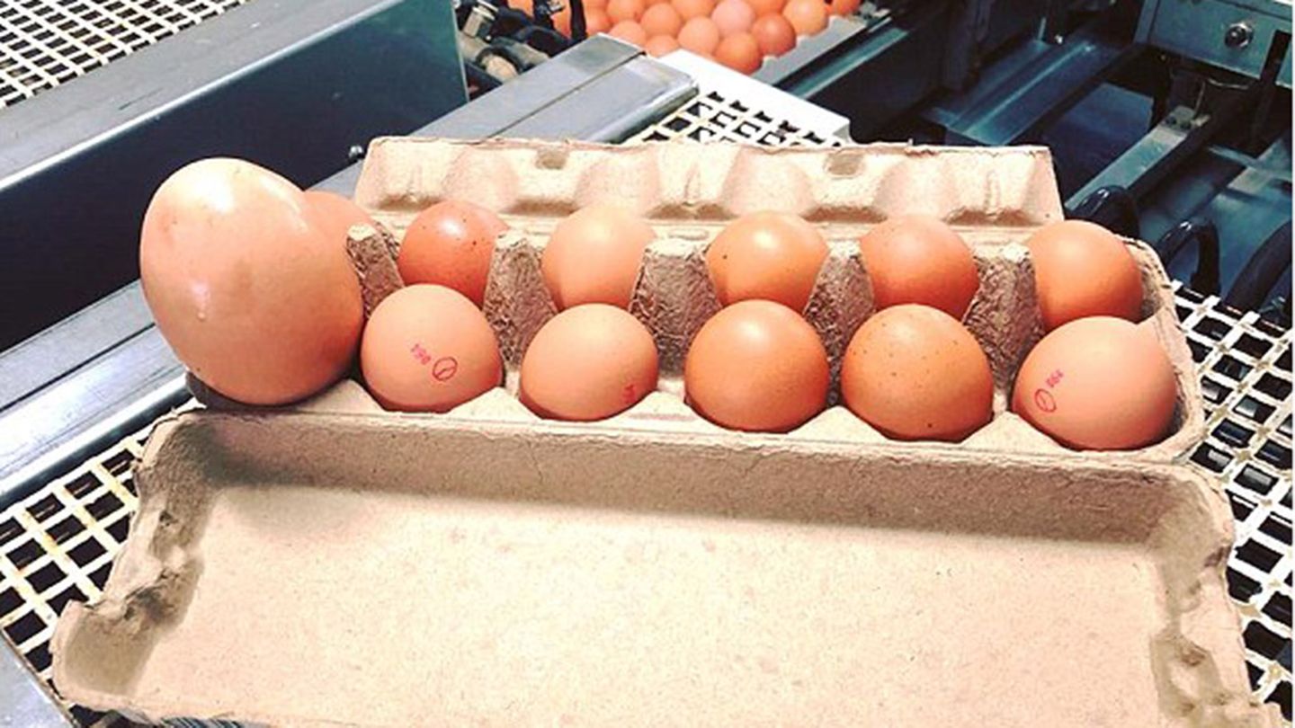 Das Riesenei neben elf normalen Hühnereiern in einer Packung