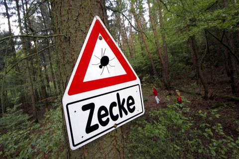 Ein Warnschild mit der Aufschrift "Zecke" hängt an einem Baum im Wald