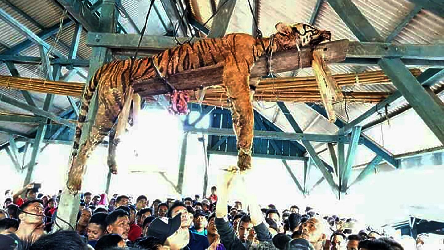 Sumatra Tiger