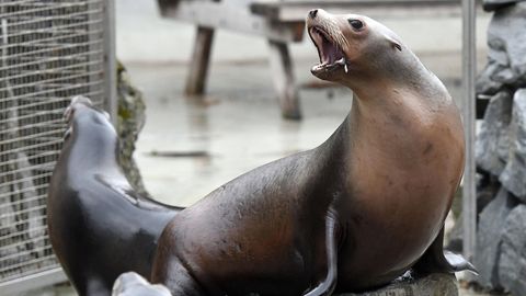 Seelöwen sitzen im Kölner Zoo in ihrem Gehege