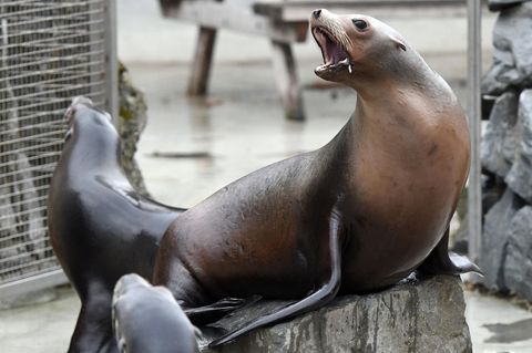 Seelöwen sitzen im Kölner Zoo in ihrem Gehege