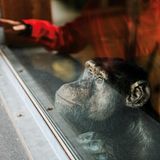 Babbyboy, 37, war 15 Jahre Versuchsobjekt. Er hat Hirnschäden und bis heute Schwierigkeiten beim Klettern. Jeden Besucher begrüßt er neugierig an der Glasscheibe