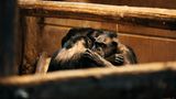Natürliche Verhaltensweisen wie die gegenseitige Fellpflege mussten die Tiere erst wieder erlernen