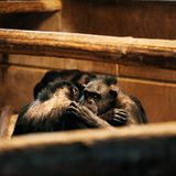 Natürliche Verhaltensweisen wie die gegenseitige Fellpflege mussten die Tiere erst wieder erlernen