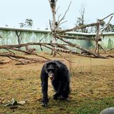 Moritz, 35, verbrachte elf Jahre in einem Einzelkäfig im Versuchslabor. Dort infizierten die Wissenschaftler einige der Tiere absichtlich mit HIV, um einen Impfstoff zu finden