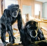 Diese Schimpansen lebten als Versuchstiere – jetzt suchen sie Frieden