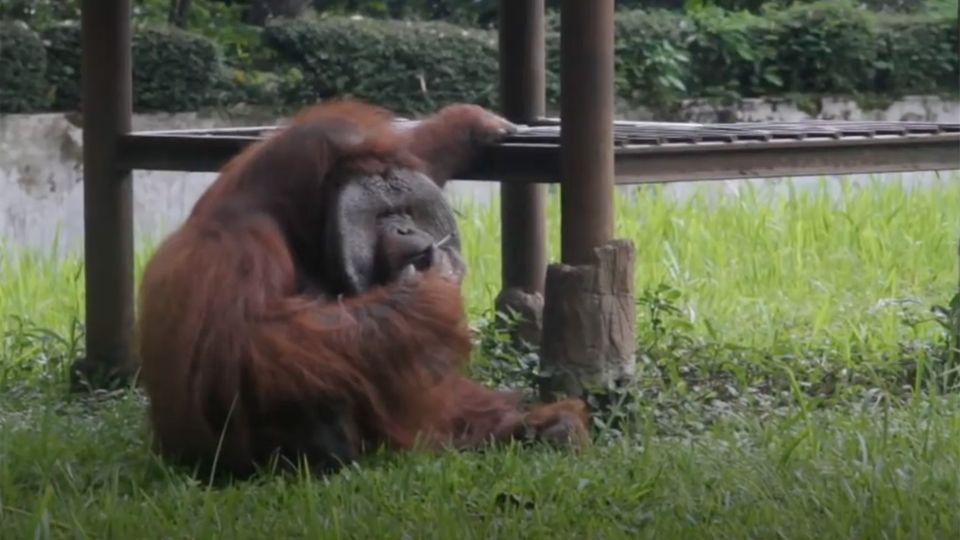 Ein Orang-Utan sitzt im Gras seines Geheges und hält sich mit der rechten Hand eine Zigarette an den Mund