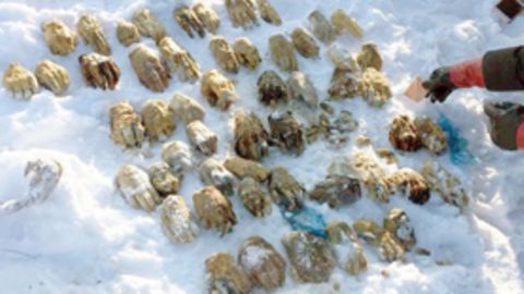 Gruselfund in Sibirien:  Sack mit mehr als 50 abgetrennten Händen gefunden – Erklärung der Behörden macht stutzig