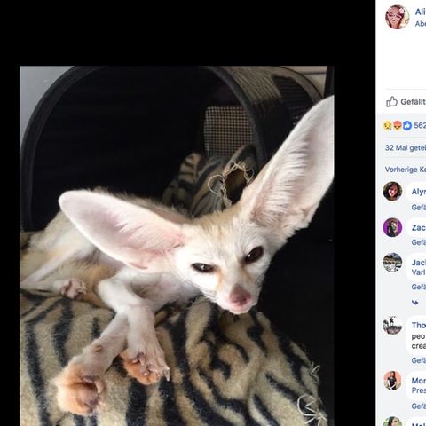 Der vegan ernährte Wüstenfuchs liegt abgemagert auf einer Decke