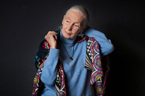 Interview mit Affenforscherin: Jane Goodall: "Wir messen Erfolg an Geld und Macht statt an unserem Leben"