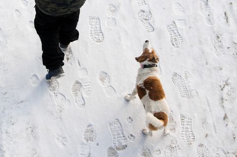Ein Winterspaziergang endete für einen Hundehalter in Mecklenburg-Vorpommern tödlich