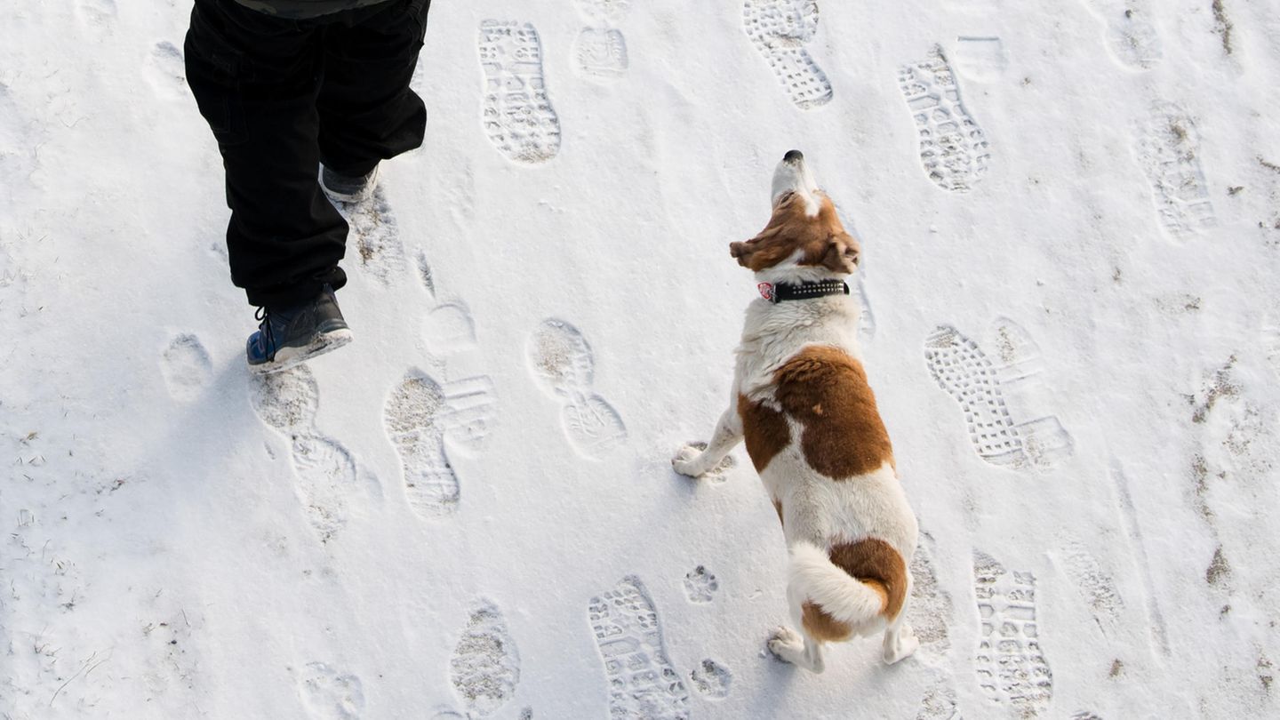 Ein Winterspaziergang endete für einen Hundehalter in Mecklenburg-Vorpommern tödlich