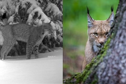 Fotofalle: Luchs erstmals nach 200 Jahren im Thüringer Wald gesichtet