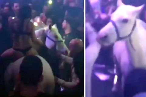 Disko in den USA: Da steht ein Pferd auf dem Dance-Floor – und das hat Folgen