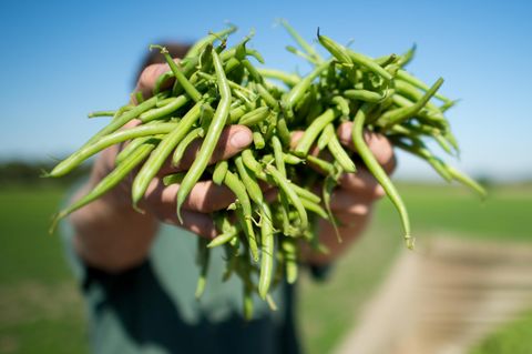 Bohnen - eingeweckt können sie Vergiftungen auslösen