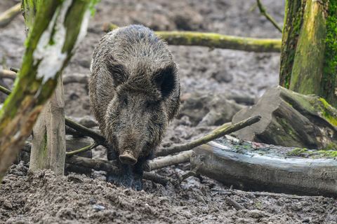 Nachrichten aus Deutschland: Im Ostalbkreis spazierte ein Wildschwein in ein Krankenhaus