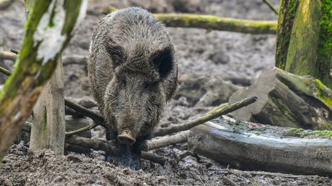Nachrichten aus Deutschland: Im Ostalbkreis spazierte ein Wildschwein in ein Krankenhaus
