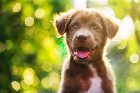 Ein süßer Hundewelpe in der Natur
