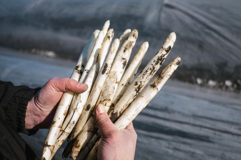Die Kälte sorgt dafür, dass der deutsche Spargel wohl erst nach Ostern auf dem Tisch landet