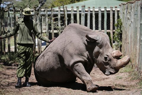 Sudan im Mai letzten Jahres im Wildtierreservat Ol Pejeta in Kenia