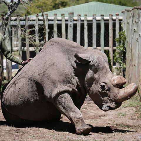 Sudan im Mai letzten Jahres im Wildtierreservat Ol Pejeta in Kenia
