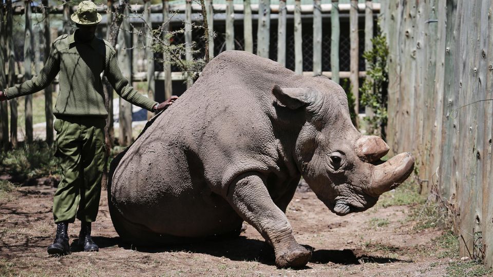 Sudan im Mai letzten Jahres im Wildtierreservat Ol Pejeta in Kenia Sudan im Mai letzten Jahres im Wildtierreservat Ol Pejeta in Kenia