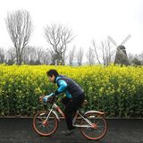 Auch eine holländische Windmühle ragt am Rande des Themenparks aus dem Rapsfeld heraus.