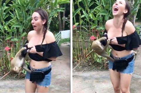 Tierischer Überfall: Affe springt Touristin in den Ausschnitt - Video geht um die Welt