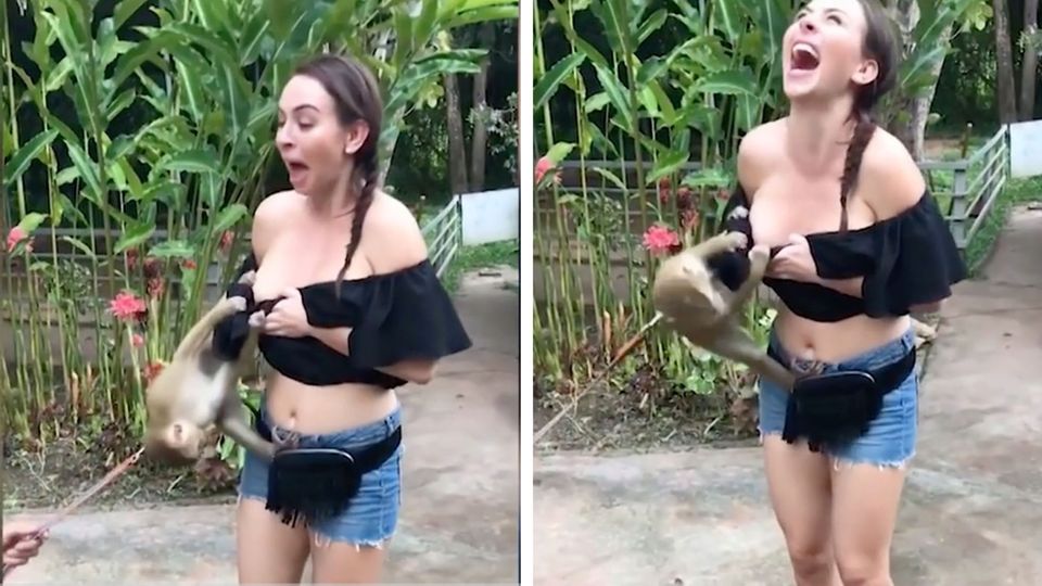 Tierischer Überfall: Affe springt Touristin in den Ausschnitt - Video geht um die Welt