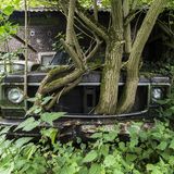 Vor Jahrzehnten eingeparkt: Aus dem Kühlergrill dieses Fahrzeugs wachsen inzwischen Bäume in den Himmel.