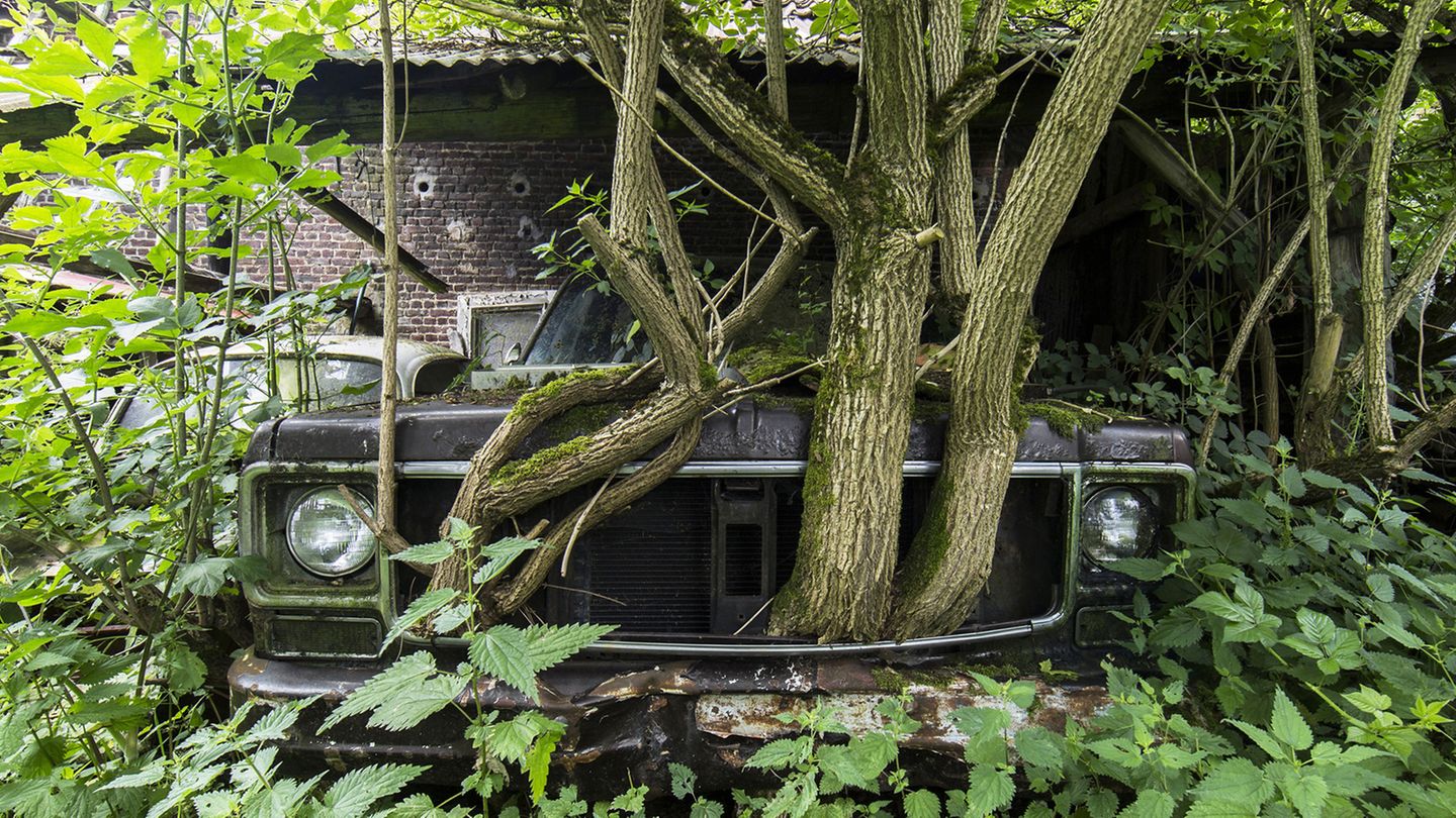 Vor Jahrzehnten eingeparkt: Aus dem Kühlergrill dieses Fahrzeugs wachsen inzwischen Bäume in den Himmel.