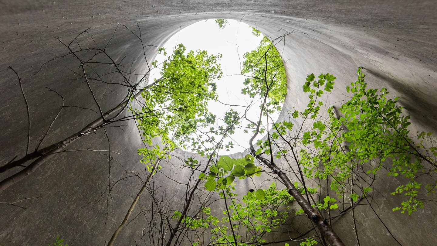 Sie suchen das Licht: Diese Bäume überragen teilweise bereits die Höhe des ehemaligen Kühlturms.