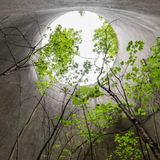 Sie suchen das Licht: Diese Bäume überragen teilweise bereits die Höhe des ehemaligen Kühlturms.