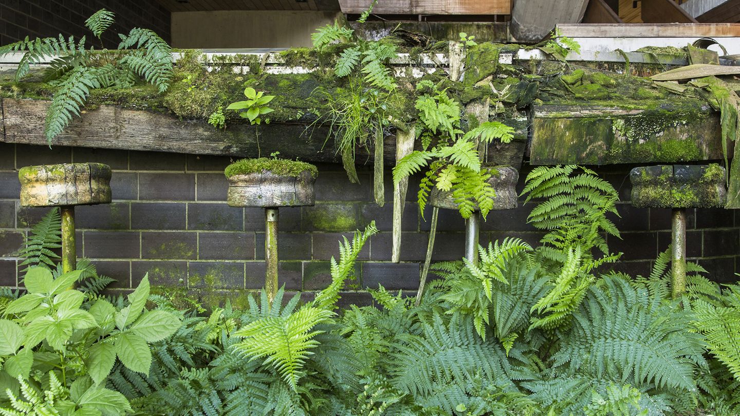 Seit Jahrzehnten wurden an dieser Bar keine Drinks mehr serviert. Moose und Farne haben stattdessen auf den Hockern und am Boden Platz genommen. Zum Schutz vor Vandalismus gibt der Fotograf keine Ortsangaben.
