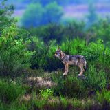 Ein junger Wolf hält am Rendezvous-Platz nach weiteren Mitgliedern seines Rudels Ausschau. Es ist der Treffpunkt für die ganze Familie. Wenn die Jungen ihre Wurfhöhle verlassen haben, aber noch zu klein sind, um an der Jagd teilzunehmen, warten sie am Rendezvous-Platz auf die Rückkehr der älteren Wölfe. Dort findet auch die Übergabe des Futters statt, was zahlreiche Nahrungsreste belegen.