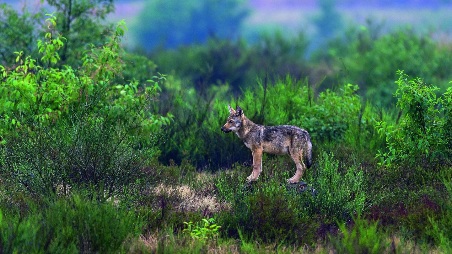 Ein junger Wolf hält am Rendezvous-Platz nach weiteren Mitgliedern seines Rudels Ausschau. Es ist der Treffpunkt für die ganze Familie. Wenn die Jungen ihre Wurfhöhle verlassen haben, aber noch zu klein sind, um an der Jagd teilzunehmen, warten sie am Rendezvous-Platz auf die Rückkehr der älteren Wölfe. Dort findet auch die Übergabe des Futters statt, was zahlreiche Nahrungsreste belegen.