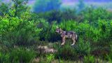 Ein junger Wolf hält am Rendezvous-Platz nach weiteren Mitgliedern seines Rudels Ausschau. Es ist der Treffpunkt für die ganze Familie. Wenn die Jungen ihre Wurfhöhle verlassen haben, aber noch zu klein sind, um an der Jagd teilzunehmen, warten sie am Rendezvous-Platz auf die Rückkehr der älteren Wölfe. Dort findet auch die Übergabe des Futters statt, was zahlreiche Nahrungsreste belegen.