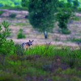 Seit der Rückkehr der Wölfe nach Deutschland gab es durch die Tiere aber weder Tote noch Verletzte. Allerdings ereigneten sich 2015 und 2016 einige Vorfälle, bei denen Menschen vor Wölfen erschraken und sich verunsichert fühlten – und auch das gilt es ernst zu nehmen. Diese Wölfe zeigten nicht die ihnen sonst eigene Vorsicht. Sie näherten sich tagsüber Fahrzeugen oder Gebäuden, und mehrere Spaziergänger berichteten, dass sie bei einer Begegnung nicht wie sonst üblich flüchteten. Die fehlende Distanz dieser Wölfe legt nahe, dass sie positive Erfahrungen mit Menschen gemacht haben. Möglicherweise wurden sie gefüttert und suchten deswegen ihre Nähe. Das Anlocken von Wölfen mit Futter ist verboten, damit Konflikte gar nicht erst entstehen.