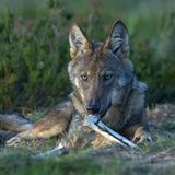 Wölfe sind darauf spezialisiert, Huftiere zu jagen. In der sächsischen Lausitz machen Rehe mehr als 50 Prozent in ihrem Nahrungsspektrum aus. Danach folgen Rothirsche und Wildschweine mit jeweils rund 20 Prozent, wobei sie bei diesen Arten Jungtiere wesentlich häufiger erbeuten als die wehrhaften Erwachsenen. Der Anteil von Feldhasen ist deutlich geringer und liegt bei knapp vier Prozent. Die Zusammensetzung der Nahrung hängt auch immer davon ab, welche Beutetiere regional vorkommen und wie häufig sie sind.