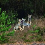 Zwischen Neugier und Vorsicht. Der Sommer ist die Zeit der Welpen. Die jungen Wölfe sind neugierig und unternehmen gemeinsam immer größere Streifzüge, um ihre Umgebung kennenzulernen. Für ihre kommende Selbstständigkeit müssen sie viele Erfahrungen sammeln. Es wird nicht lange dauern, bis sie genauso vorsichtig sind wie die alten Wölfe.