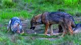 Die Reste der Mahlzeiten wie etwa Knochen sind beliebte Spielzeuge, die fast jeder junge Wolf haben möchte und die so Anlass zum Streit bieten. Drohen hilft dabei, eine ernste Auseinandersetzung zu vermeiden. Eine deutliche Körpersprache ist wichtig für die Verständigung unter den Artgenossen.