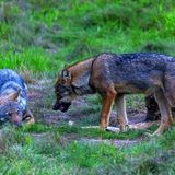 Die Reste der Mahlzeiten wie etwa Knochen sind beliebte Spielzeuge, die fast jeder junge Wolf haben möchte und die so Anlass zum Streit bieten. Drohen hilft dabei, eine ernste Auseinandersetzung zu vermeiden. Eine deutliche Körpersprache ist wichtig für die Verständigung unter den Artgenossen.
