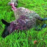 Ein vom Wolf gerissenes Schaf. Rund 150 Jahre gab es in Deutschland keine Wolfsrudel mehr. Altes Wissen wurde vergessen und Abschießen ist keine Option. Die betroffenen Schäfer suchen nach neuen Wegen und setzen wieder vermehrt auf den einst bewährten Herdenschutzhund. Diese kräftigen Hunde werden bei den Schafen geboren und wachsen unter ihnen auf. Sie fühlen sie sozusagen wie ein Schaf, verteidigen ihre "Artgenossen" jedoch energisch gegenüber Eindringlingen. Wölfe meiden diese Gefahr.