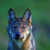 Das Raubtier von nebenan. Wölfe greifen Nutztiere an, wenn sie dazu die Gelegenheit bekommen. Sie reißen Wild, das mancher Jäger gern selber geschossen hätte. Und sie verunsichern die Bevölkerung: Kann man dort, wo Wölfe leben, weiterhin bedenkenlos im Wald spazieren gehen? Die Nachbarschaft zu den Raubtieren müssen wir erst wieder erlernen. 