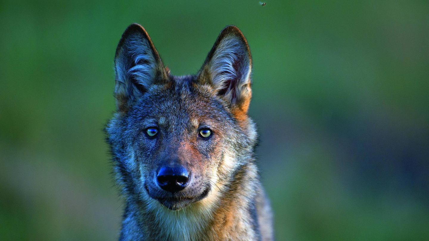 Tierfotografie: Das Raubtier von nebenan. Wölfe greifen Nutztiere an, wenn sie dazu die Gelegenheit bekommen. Sie reißen Wild, das mancher Jäger gern selber geschossen hätte. Und sie verunsichern die Bevölkerung: Kann man dort, wo Wölfe leben, weiterhin bedenkenlos im Wald spazieren gehen? Die Nachbarschaft zu den Raubtieren müssen wir erst wieder erlernen. Das Raubtier von nebenan. Wölfe greifen Nutztiere an, wenn sie dazu die Gelegenheit bekommen. Sie reißen Wild, das mancher Jäger gern selber geschossen hätte. Und sie verunsichern die Bevölkerung: Kann man dort, wo Wölfe leben, weiterhin bedenkenlos im Wald spazieren gehen? Die Nachbarschaft zu den Raubtieren müssen wir erst wieder erlernen.