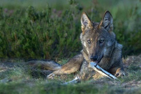 Tierfotografie: Scheue Raubtiere: Deutschlands wilden Wölfen auf der Spur