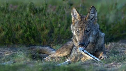 Tierfotografie: Scheue Raubtiere: Deutschlands wilden Wölfen auf der Spur