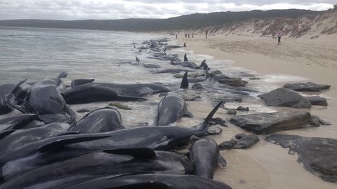 Kurzflossen-Grindwale an Australiens Küste gestrandet