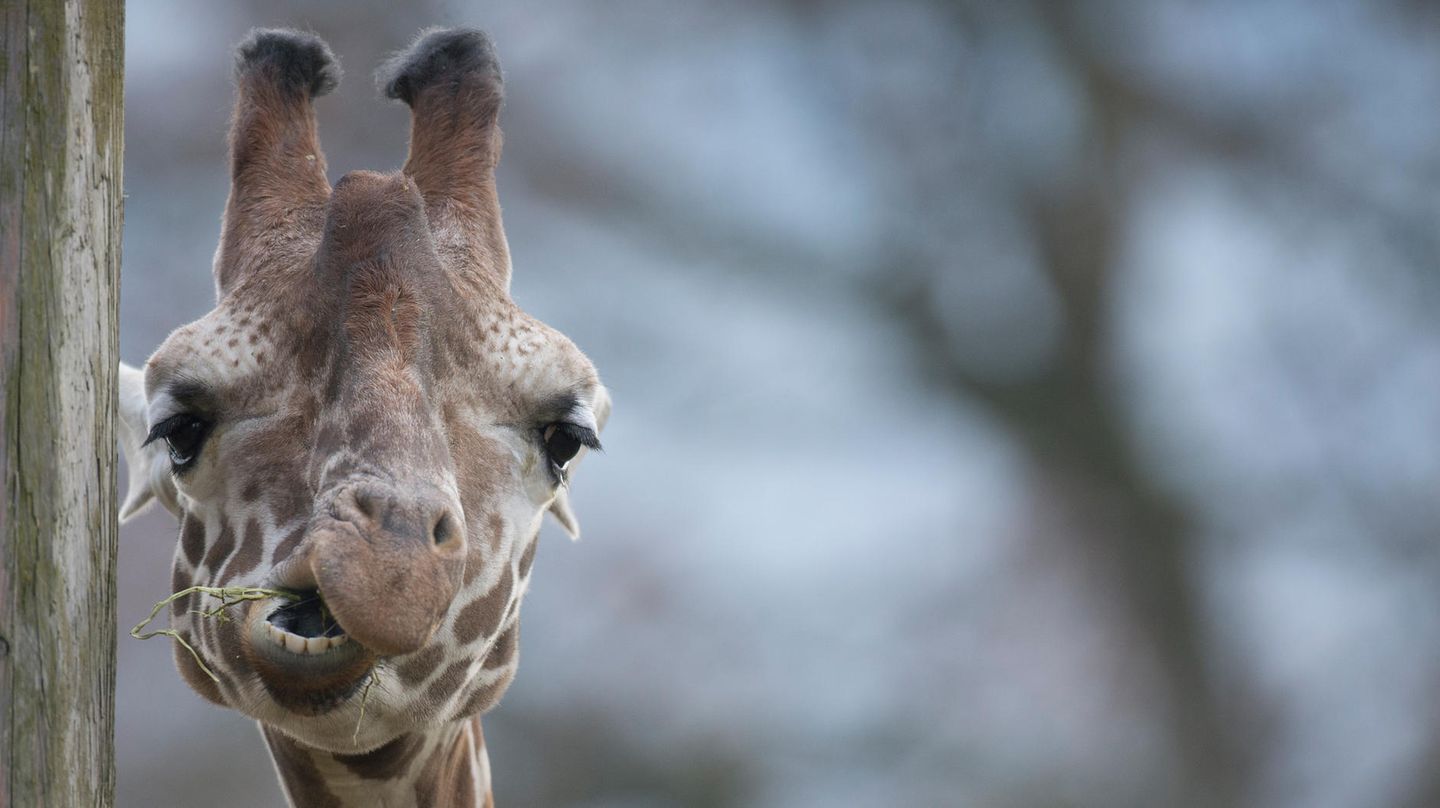 Holland Giraffe